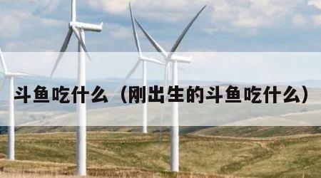 斗鱼吃什么（刚出生的斗鱼吃什么）