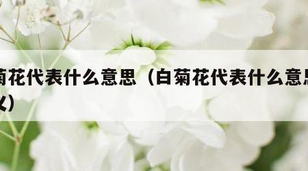 白菊花代表什么意思（白菊花代表什么意思和含义）