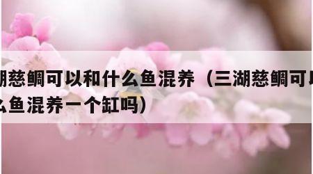 三湖慈鲷可以和什么鱼混养（三湖慈鲷可以和什么鱼混养一个缸吗）