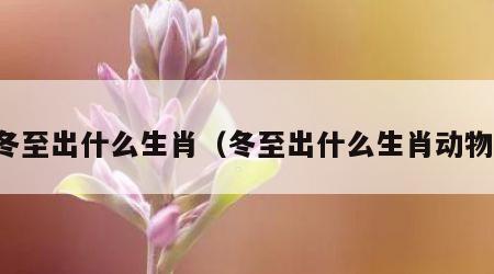 冬至出什么生肖（冬至出什么生肖动物）