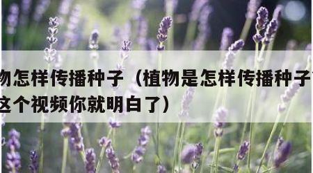 植物怎样传播种子（植物是怎样传播种子?看完这个视频你就明白了）