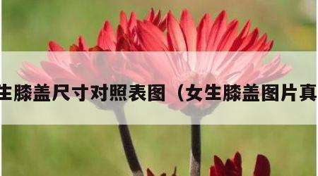 女生膝盖尺寸对照表图（女生膝盖图片真实）