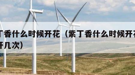 紫丁香什么时候开花（紫丁香什么时候开花一年开几次）