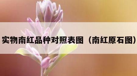 实物南红品种对照表图（南红原石图）