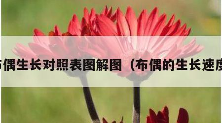 布偶生长对照表图解图（布偶的生长速度）