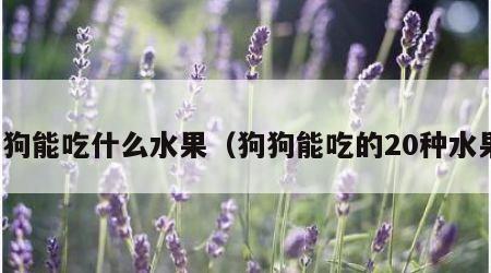 狗狗能吃什么水果（狗狗能吃的20种水果）