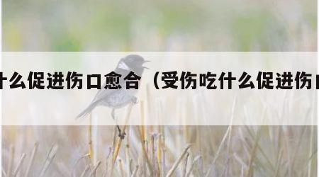 吃什么促进伤口愈合（受伤吃什么促进伤口愈合）