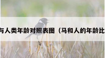 马与人类年龄对照表图（马和人的年龄比例）