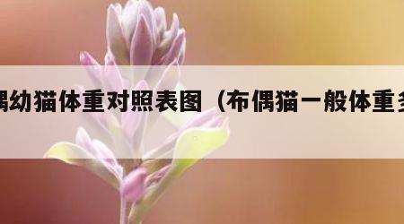 布偶幼猫体重对照表图（布偶猫一般体重多少斤）