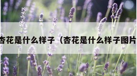 杏花是什么样子（杏花是什么样子图片）