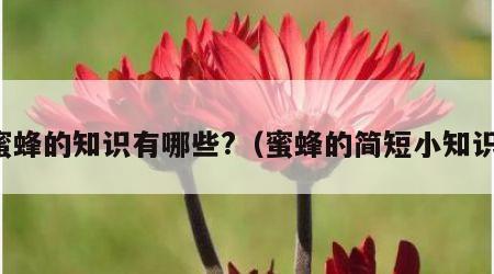 蜜蜂的知识有哪些?（蜜蜂的简短小知识）