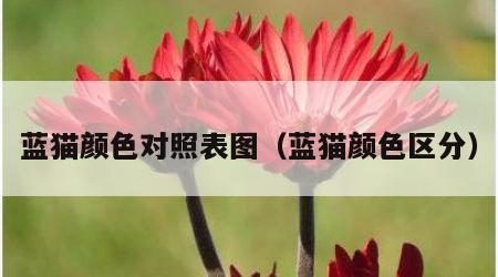 蓝猫颜色对照表图（蓝猫颜色区分）