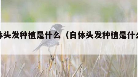 自体头发种植是什么（自体头发种植是什么意思）