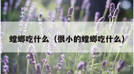 螳螂吃什么（很小的螳螂吃什么）