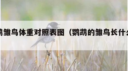 鹦鹉雏鸟体重对照表图（鹦鹉的雏鸟长什么样）