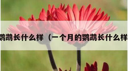 鹦鹉长什么样（一个月的鹦鹉长什么样）
