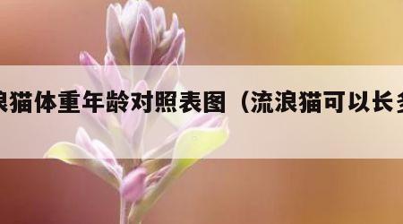 流浪猫体重年龄对照表图（流浪猫可以长多大）