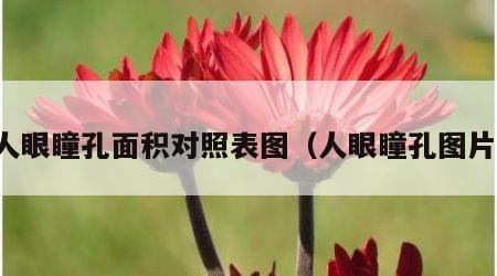 人眼瞳孔面积对照表图（人眼瞳孔图片）