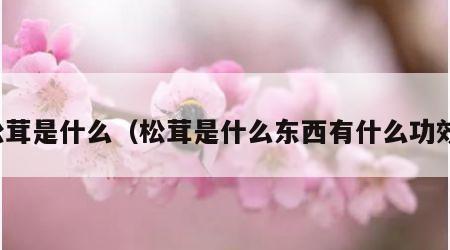 松茸是什么（松茸是什么东西有什么功效）