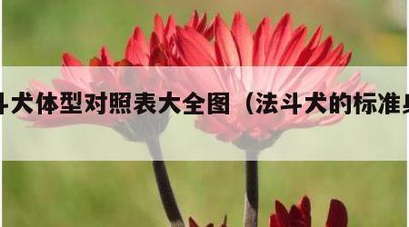 法斗犬体型对照表大全图（法斗犬的标准身材）
