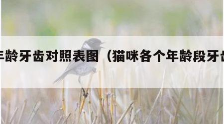 猫年龄牙齿对照表图（猫咪各个年龄段牙齿照片）