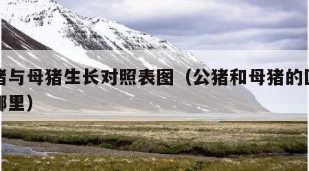 公猪与母猪生长对照表图（公猪和母猪的区别在哪里）
