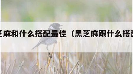 黑芝麻和什么搭配最佳（黑芝麻跟什么搭配好吃）
