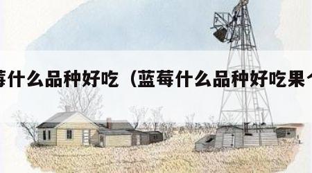 蓝莓什么品种好吃（蓝莓什么品种好吃果个大）