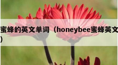 蜜蜂的英文单词（honeybee蜜蜂英文）