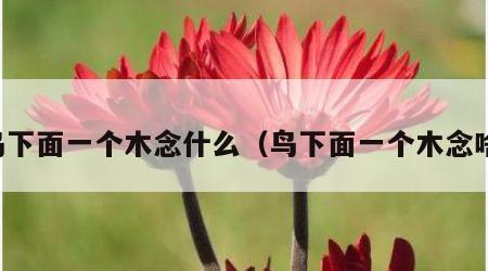 鸟下面一个木念什么（鸟下面一个木念啥）
