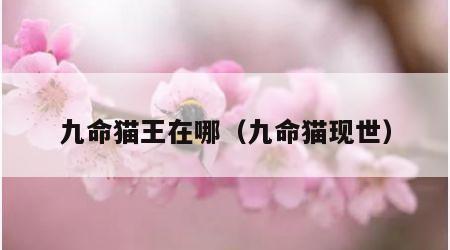 九命猫王在哪（九命猫现世）