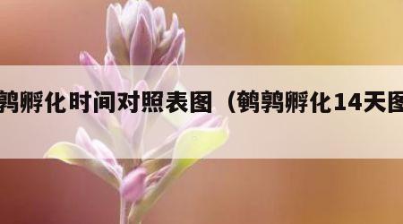 鹌鹑孵化时间对照表图（鹌鹑孵化14天图片）