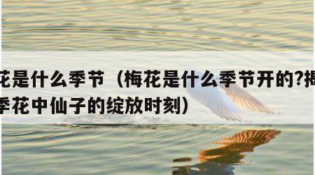 梅花是什么季节（梅花是什么季节开的?揭秘冬季花中仙子的绽放时刻）