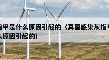 灰指甲是什么原因引起的（真菌感染灰指甲是什么原因引起的）