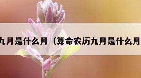 九月是什么月（算命农历九月是什么月）