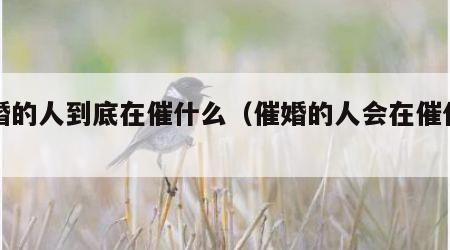 催婚的人到底在催什么（催婚的人会在催什么）
