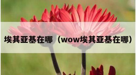 埃其亚基在哪（wow埃其亚基在哪）