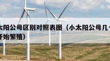 小太阳公母区别对照表图（小太阳公母几个月能开始繁殖）