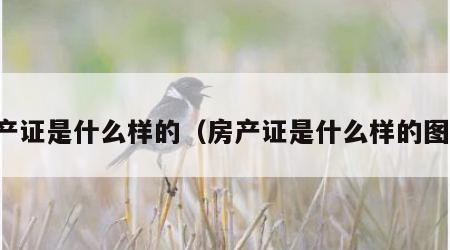 房产证是什么样的（房产证是什么样的图片）