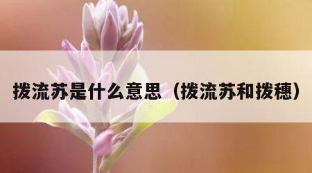 拨流苏是什么意思（拨流苏和拨穗）