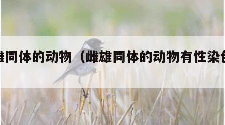雌雄同体的动物（雌雄同体的动物有性染色体吗）
