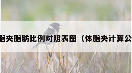 体脂夹脂肪比例对照表图（体脂夹计算公式）