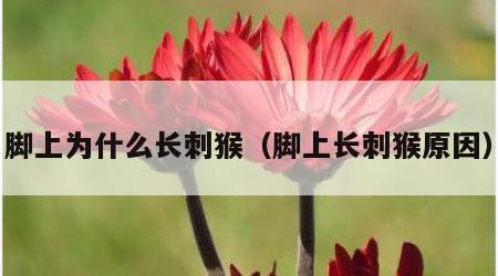 脚上为什么长刺猴（脚上长刺猴原因）