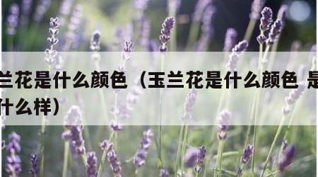 玉兰花是什么颜色（玉兰花是什么颜色 是长得什么样）