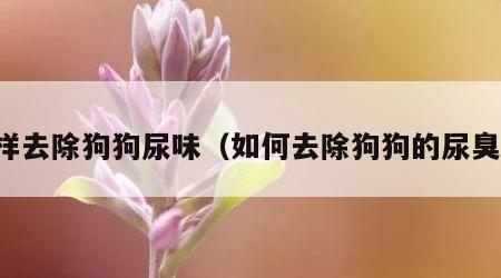 怎样去除狗狗尿味（如何去除狗狗的尿臭味）