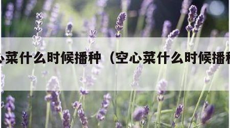空心菜什么时候播种（空心菜什么时候播种合适）