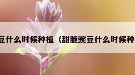 豌豆什么时候种植（甜脆豌豆什么时候种植）