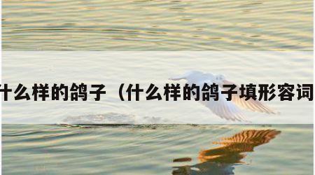 什么样的鸽子（什么样的鸽子填形容词）