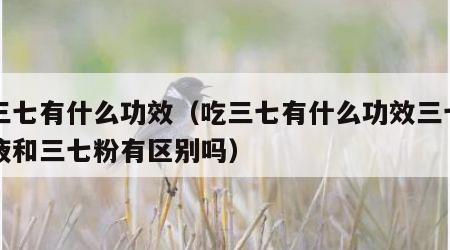 吃三七有什么功效（吃三七有什么功效三七口服液和三七粉有区别吗）