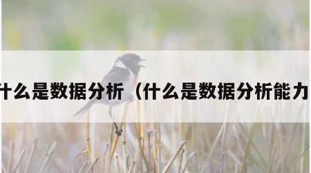 什么是数据分析（什么是数据分析能力）